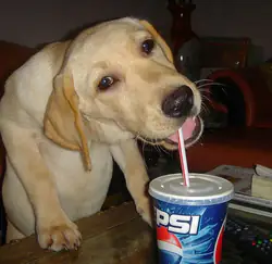 pepsi dog.jpg