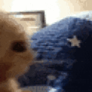 1742608447283797.gif