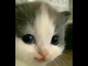 hehecat.jpg