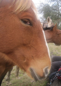 sidelook_horse.png