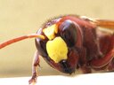 Oriental_Wasp_-_Face.jpg